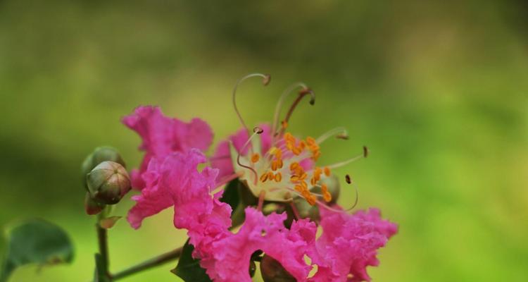 紫薇花花语之美——探索紫薇花的世界（探秘紫薇花的花语与魅力，让心灵瞬间开放）