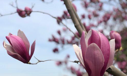 紫玉兰花语与其象征意义（探寻紫玉兰的花语和文化内涵）