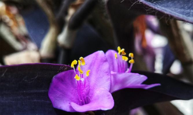 紫竹梅花语（传承中华文化的永恒之花）