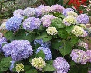 八仙花花语花意（花开八仙花，芬芳愉悦心）