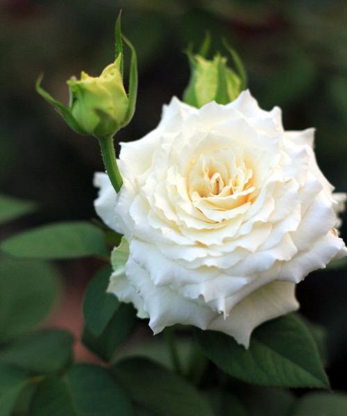 白玫瑰的花语（白玫瑰花的深刻含义与不同场合的运用）