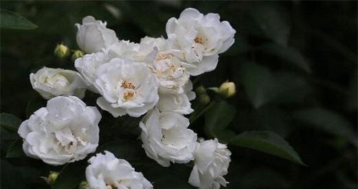 白蔷薇的花语-传递纯洁和真爱的象征（白蔷薇的花语与传统文化的渊源）