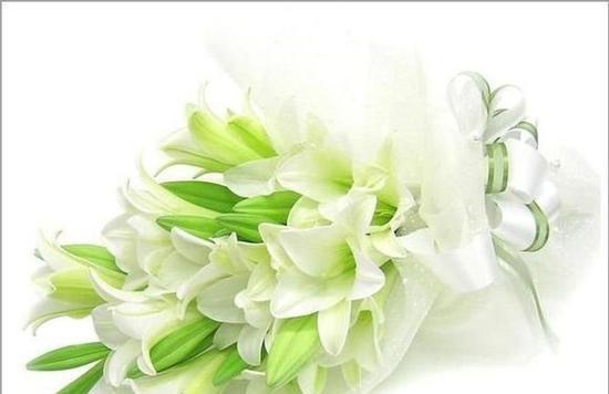 白色康乃馨的花语（以白色康乃馨为主题，探索纯洁与祝福的花语）