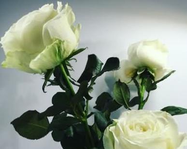 白色玫瑰的花语（解读白色玫瑰所传达的情感和寓意）