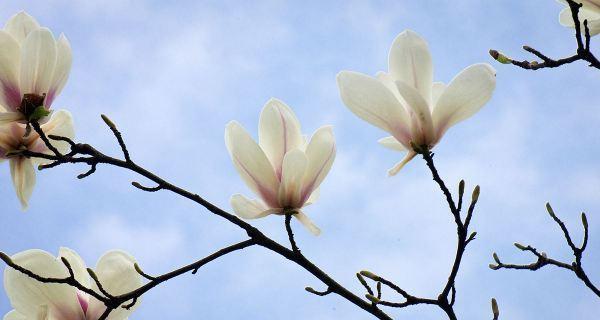 白玉兰的花语与美丽之境（探寻白玉兰的花语，感受美丽传递的力量）