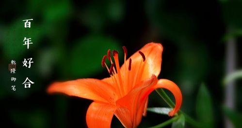 橙色百合花的象征意义与特点（解读橙色百合花的花语与文化内涵）