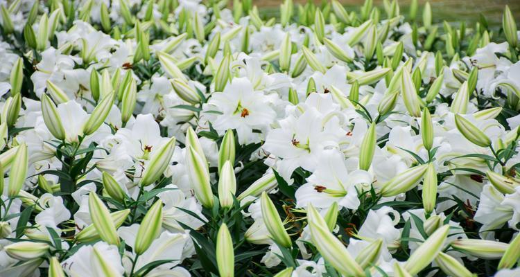 橙色百合花的象征意义与特点（解读橙色百合花的花语与文化内涵）