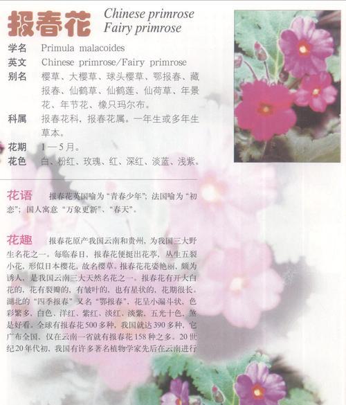 春天的使者——报春花（花开寓意春暖人心，传说中的花仙子）