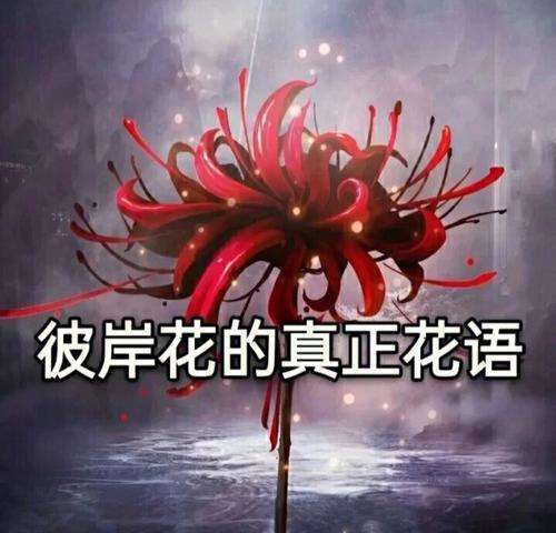 探索彼岸花的神秘花语之谜（彼岸花的花语解读与意义）