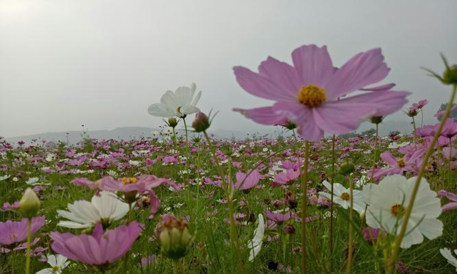 以波斯菊的花语是什么？（解读波斯菊的花语和象征意义）