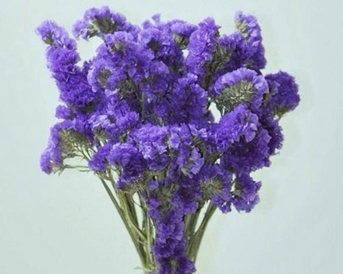 以补血草的花语（以补血草的花语传递的美好意义和作用）