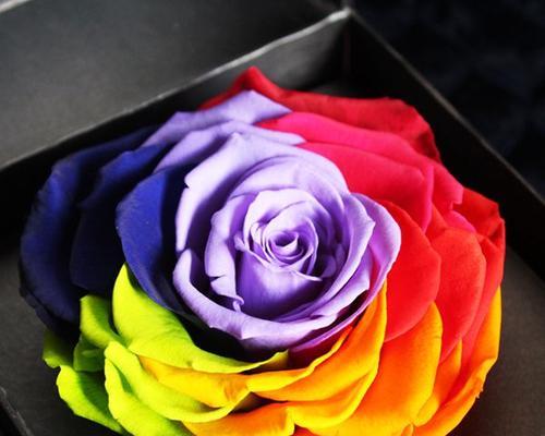 彩虹玫瑰的花语及寓意（缤纷多彩的爱与希望）