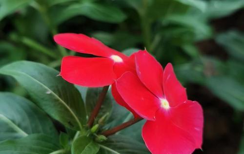 长春花（长春花的花语和寓意）