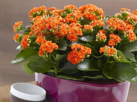 长寿花——探寻花语、功效与价值（悠久生命的象征，长寿花的魅力与奥秘）