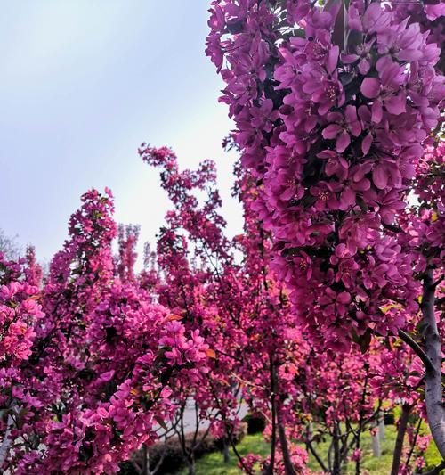 垂丝海棠花语之美——传递爱和思念的花朵（深情款款的垂丝海棠，用花语述说心声）