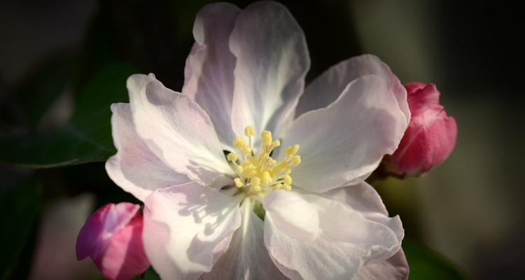 垂丝海棠花语之美——传递爱和思念的花朵（深情款款的垂丝海棠，用花语述说心声）