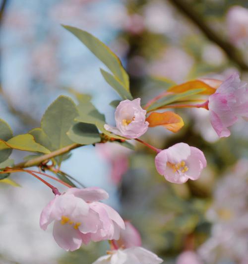 垂丝海棠花语之美——传递爱和思念的花朵（深情款款的垂丝海棠，用花语述说心声）