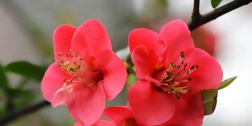 春天花开，芬芳四溢（春日花海，美不胜收）