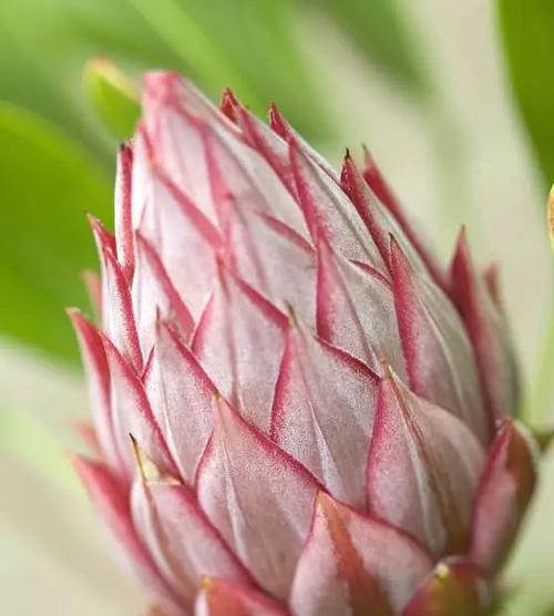 帝王花（帝王花的象征意义及其在文化中的重要地位）