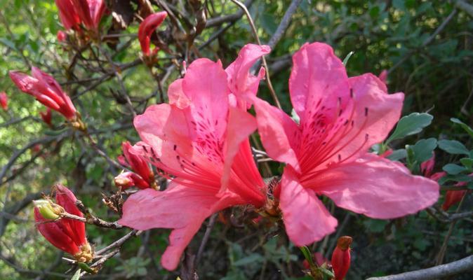 杜鹃花的象征意义及文化内涵（探寻杜鹃花的神秘与美丽）