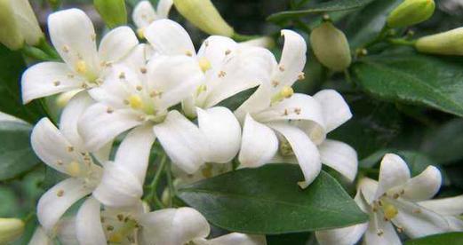 非洲茉莉花语与寓意（探索非洲茉莉花的美丽与内涵）