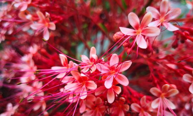 枫叶的花语之美——赞颂自然之美的枫叶（探寻枫叶的花语及其与人生的启示）