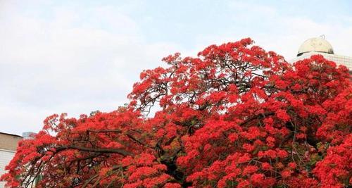 枫叶的花语之美——赞颂自然之美的枫叶（探寻枫叶的花语及其与人生的启示）