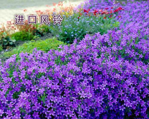紫色风铃草的花语（从紫色风铃草的花语中感受生命的美好）