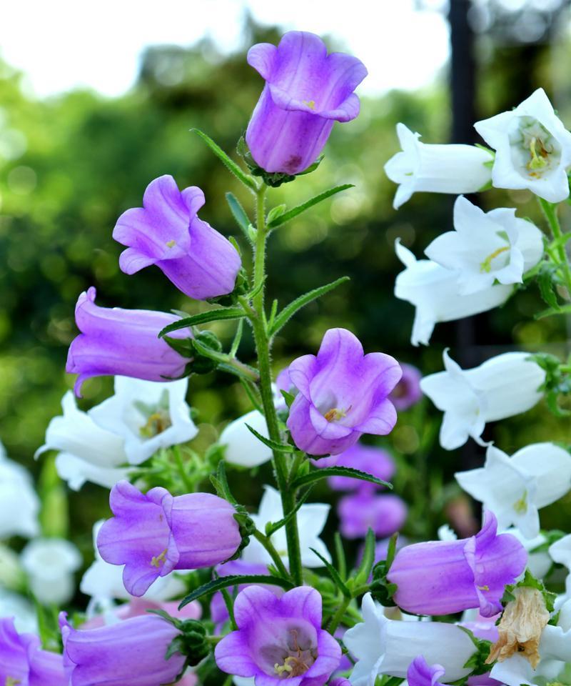紫色风铃草的花语（从紫色风铃草的花语中感受生命的美好）