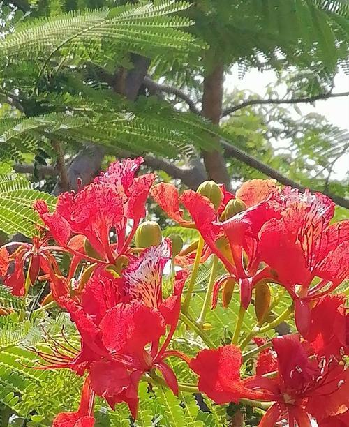 凤凰花的花语（凤凰花的美丽与希望）