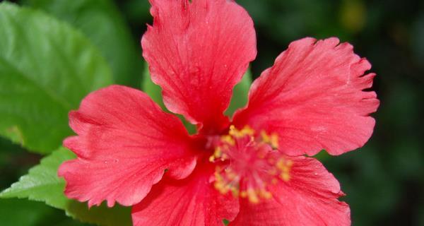 扶桑花的花语及其意义（以扶桑花的花语为窗口，探索花语的文化内涵）