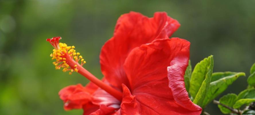 扶桑花的花语及其意义（以扶桑花的花语为窗口，探索花语的文化内涵）