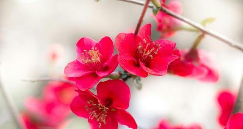 海棠的花语与意义（传承千年的美丽神话）