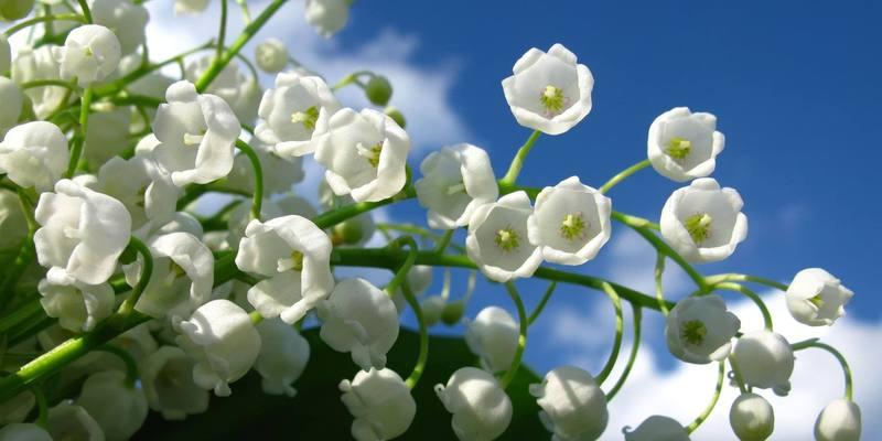 以合果芋的花语（探秘以合果芋的花语之意义与传承）