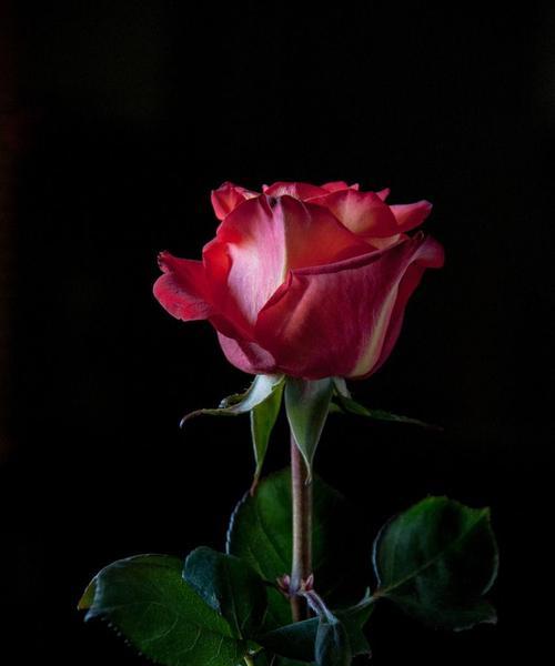 黑色玫瑰的花语及其深层寓意（黑色玫瑰）