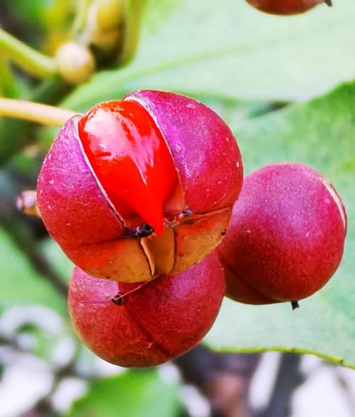 红豆花语（鲜艳红豆，情意绵绵）