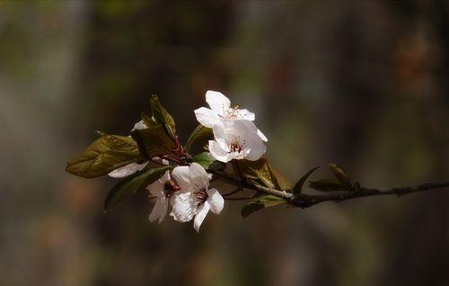 红叶李的花语——传递爱与美的使者（红叶李，寓意与情感相连，传递美好的祝福）