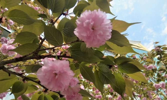 红叶樱花的花语与含义（探秘红叶樱花的深意）