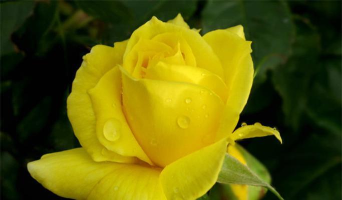 黄色月季花语的寓意与象征（探索黄色月季的深层含义，感受生命的希望与温暖）
