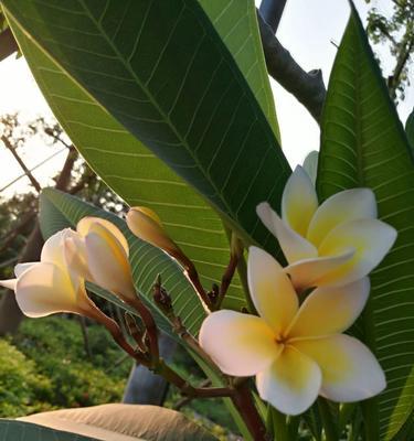 鸡蛋花的花语（探寻鸡蛋花背后的含义与象征）