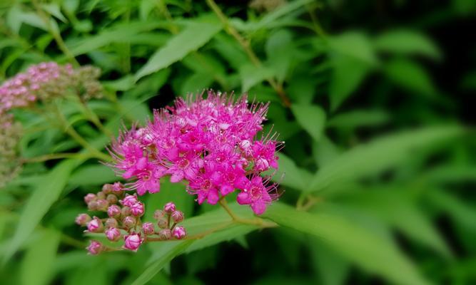 金山绣线菊的花语与含义（揭示金山绣线菊的花语之谜）