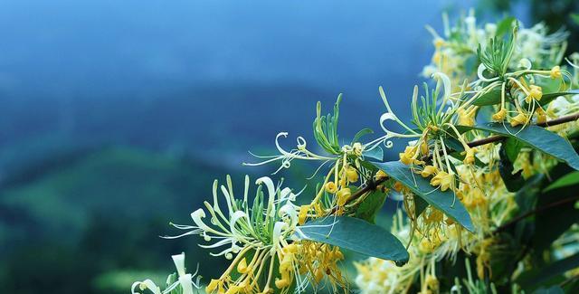 金银花的花语和功效（探索金银花的神奇之处，了解其花语和健康益处）