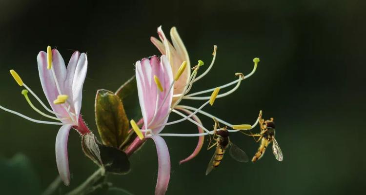 金银花的花语和功效（探索金银花的神奇之处，了解其花语和健康益处）