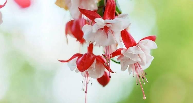金钟花的花语及其象征意义（金钟花的花语是什么？金钟花的象征意义是什么？）
