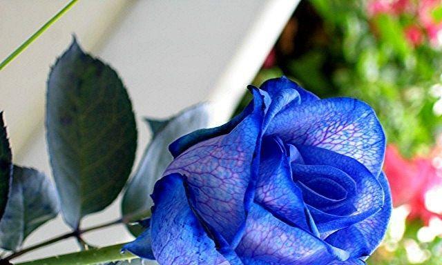 以蓝色月季花语象征与寓意（神秘的蓝色，诗意的月季）