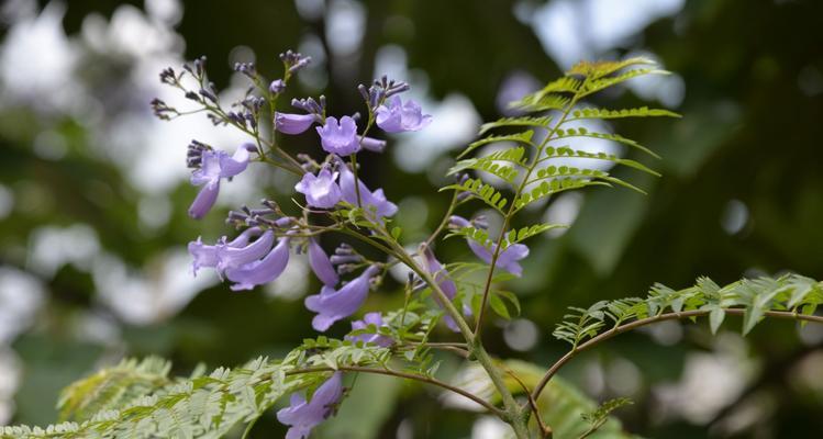 蓝楹花的花语及象征意义（蓝楹花的美丽与深远含义）