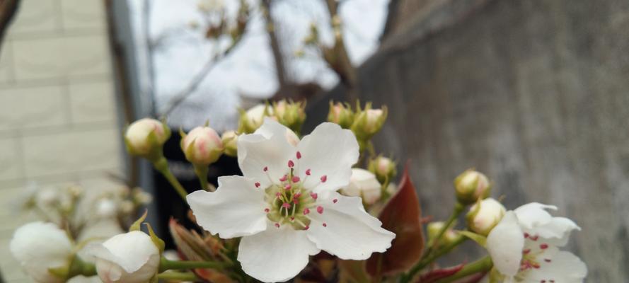 梨花之美（传承千年的梨花花语与美学）