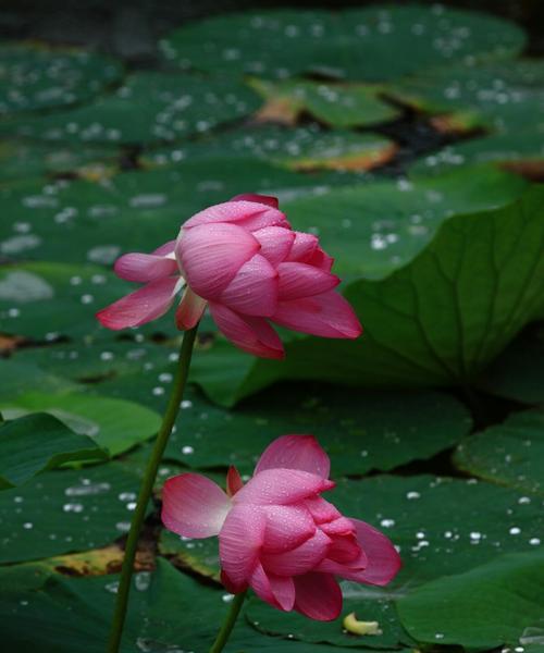 莲花的象征意义与魅力（深入探索莲花的文化寓意和美学价值）
