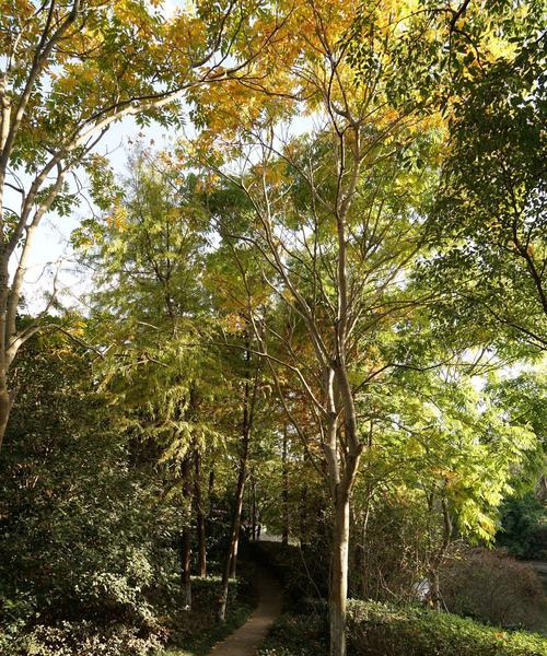 落羽杉——生命与坚韧的象征（以落羽杉寓意为主题，探讨其生命力和坚韧品质）