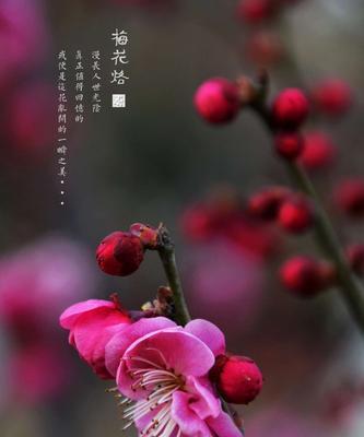 梅花（梅花的美丽与意义，以及它在文化中的重要地位）